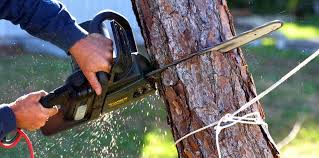 Best Tree Risk Assessment  in Terryville, NY