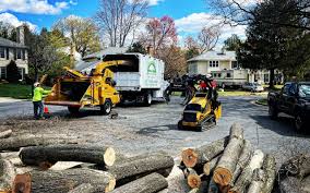 Best Tree Disease Treatment  in Terryville, NY