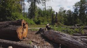 Best Emergency Tree Removal  in Terryville, NY