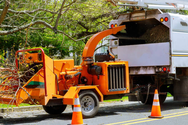 Best Fruit Tree Pruning  in Terryville, NY