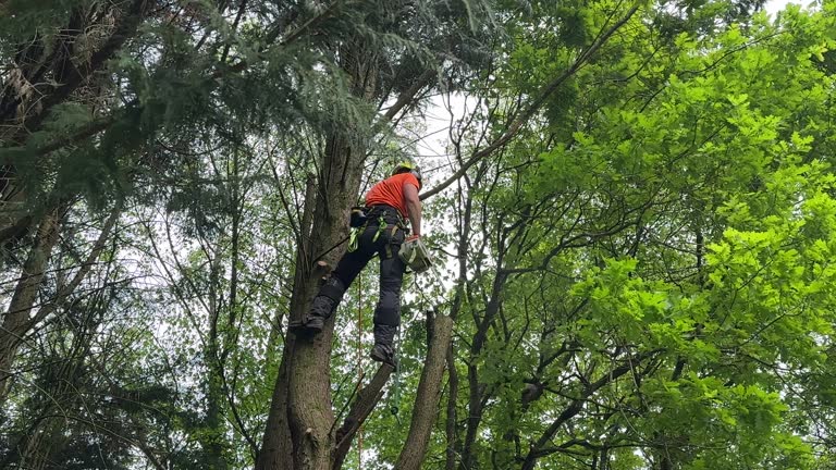 Best Lawn Mowing  in Terryville, NY