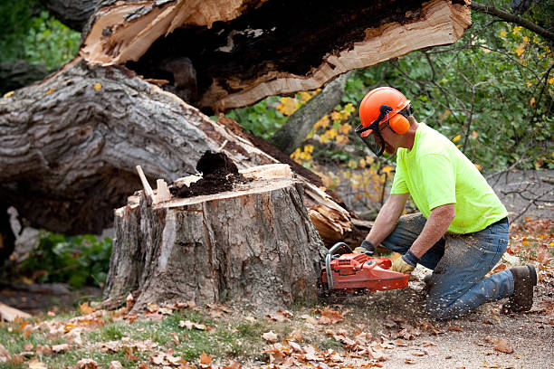 Best Tree Health Inspection  in Terryville, NY