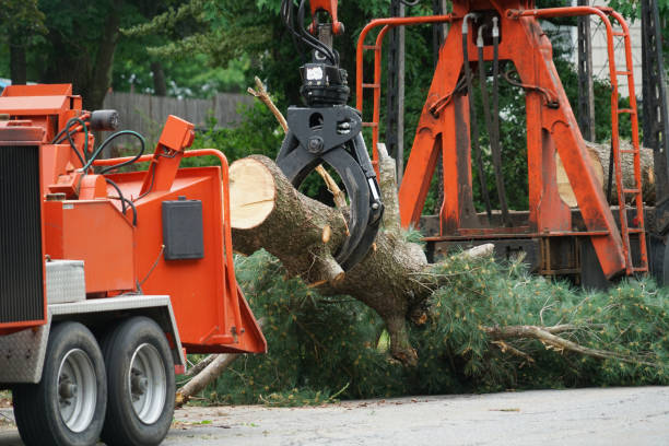 Best Storm Damage Tree Cleanup  in Terryville, NY