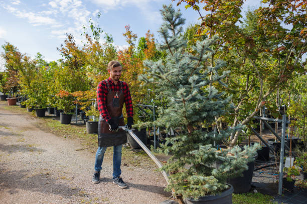 Best Firewood Processing and Delivery  in Terryville, NY